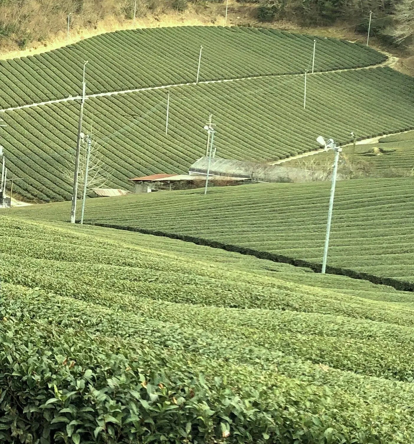 tea-plantation-kampostation