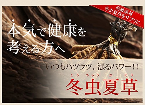 シードコムス 冬虫夏草 サプリメント (約1ヶ月分 30粒)