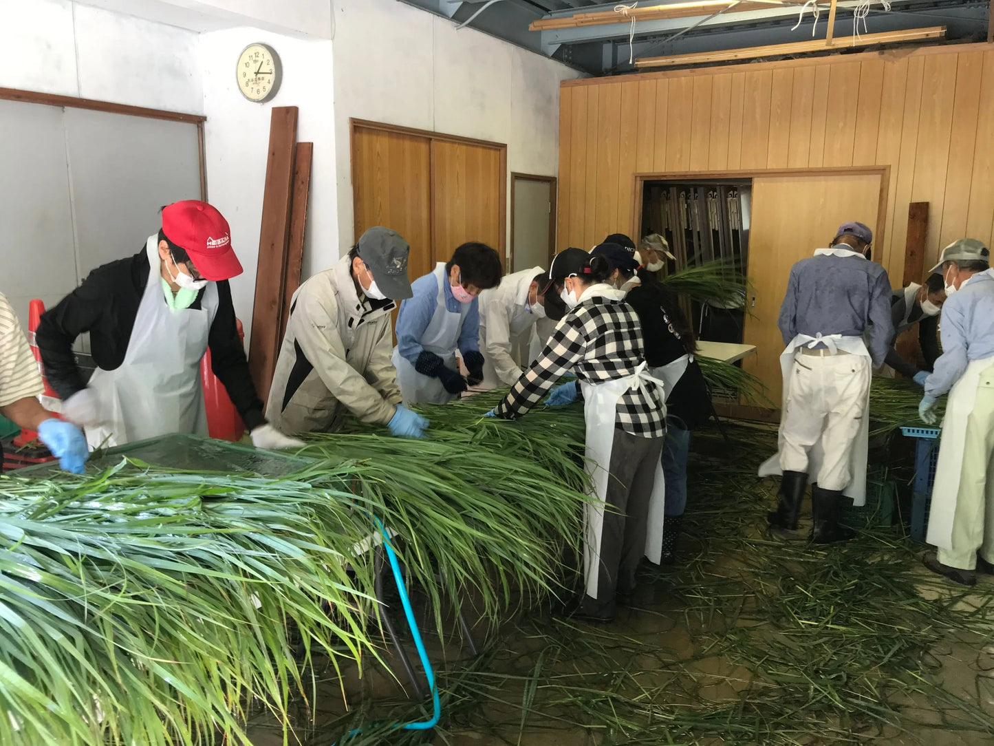 pesticide-free-lemongrass-kampostation
