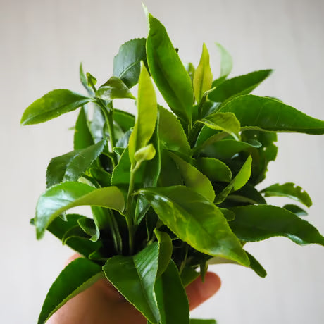 無添加お茶漬けアソート & 緑茶粉末ブレンド茶