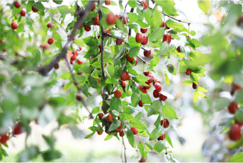 なつめスナック 20g