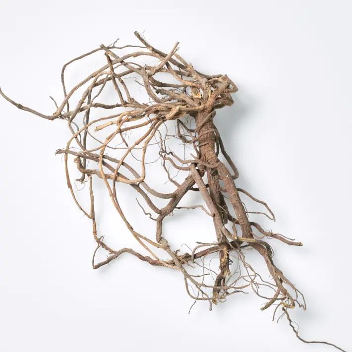 🌿 芍薬甘草湯（しゃくやくかんぞうとう） ― “即効性No.1”と呼ばれる漢方の正体 ―