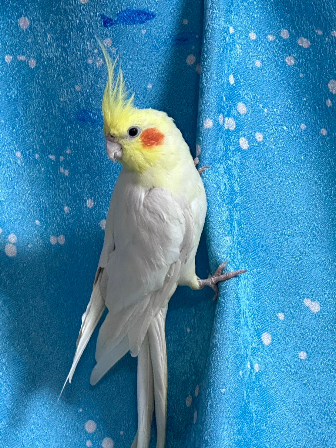 見れば見るほど虜に。オカメインコの可愛さの秘密