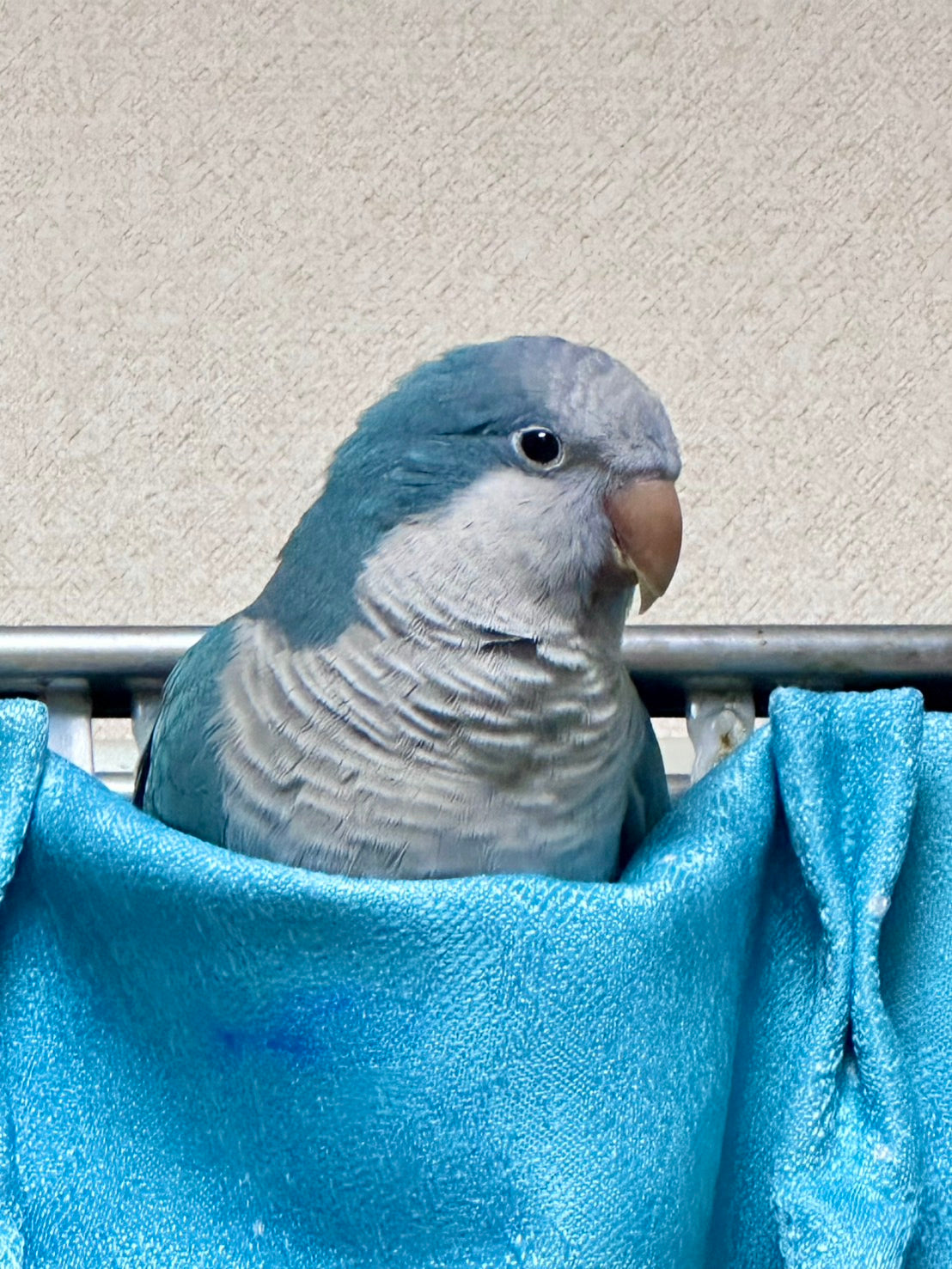 🐦小鳥と漢方 〜自然のリズムに寄り添うやさしい養生ブログ〜