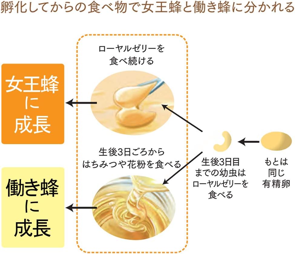 山田養蜂場　 100% Royal Jelly Grains, 2 Capsules x 31 Packets, Supplement, Contains 1,800 mg, High Formulation, Nutrition, Health Maintenance, Vitamins, Amino Acids, Minerals, Descentic Acid