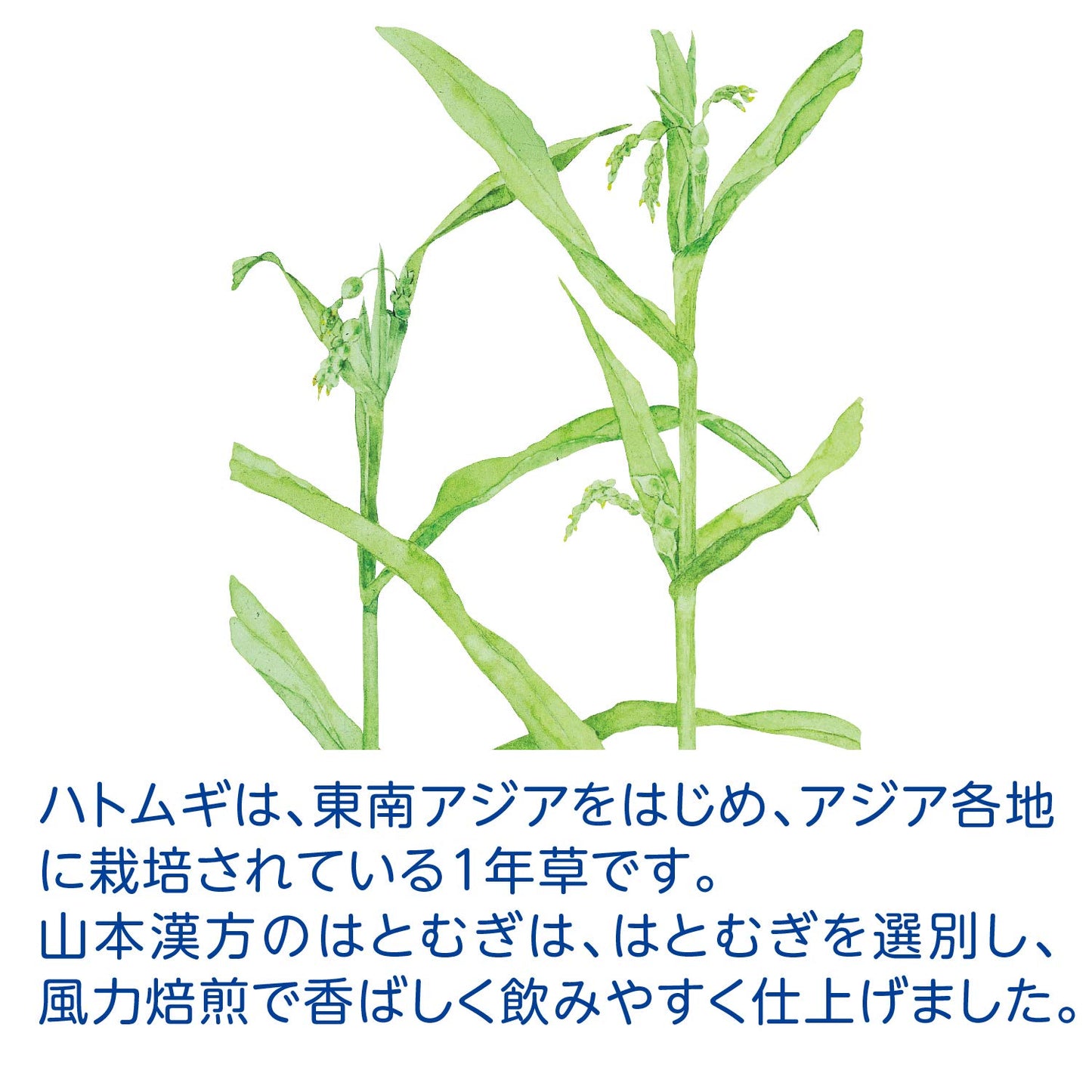 山本漢方製薬 徳用はとむぎ 15g×32包