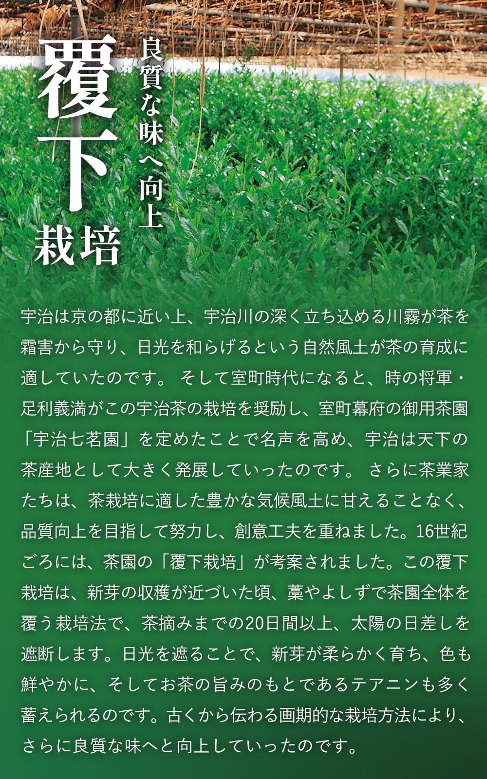 京都・宇治田原製茶場 宇治抹茶 京の華 50g matcha 缶入