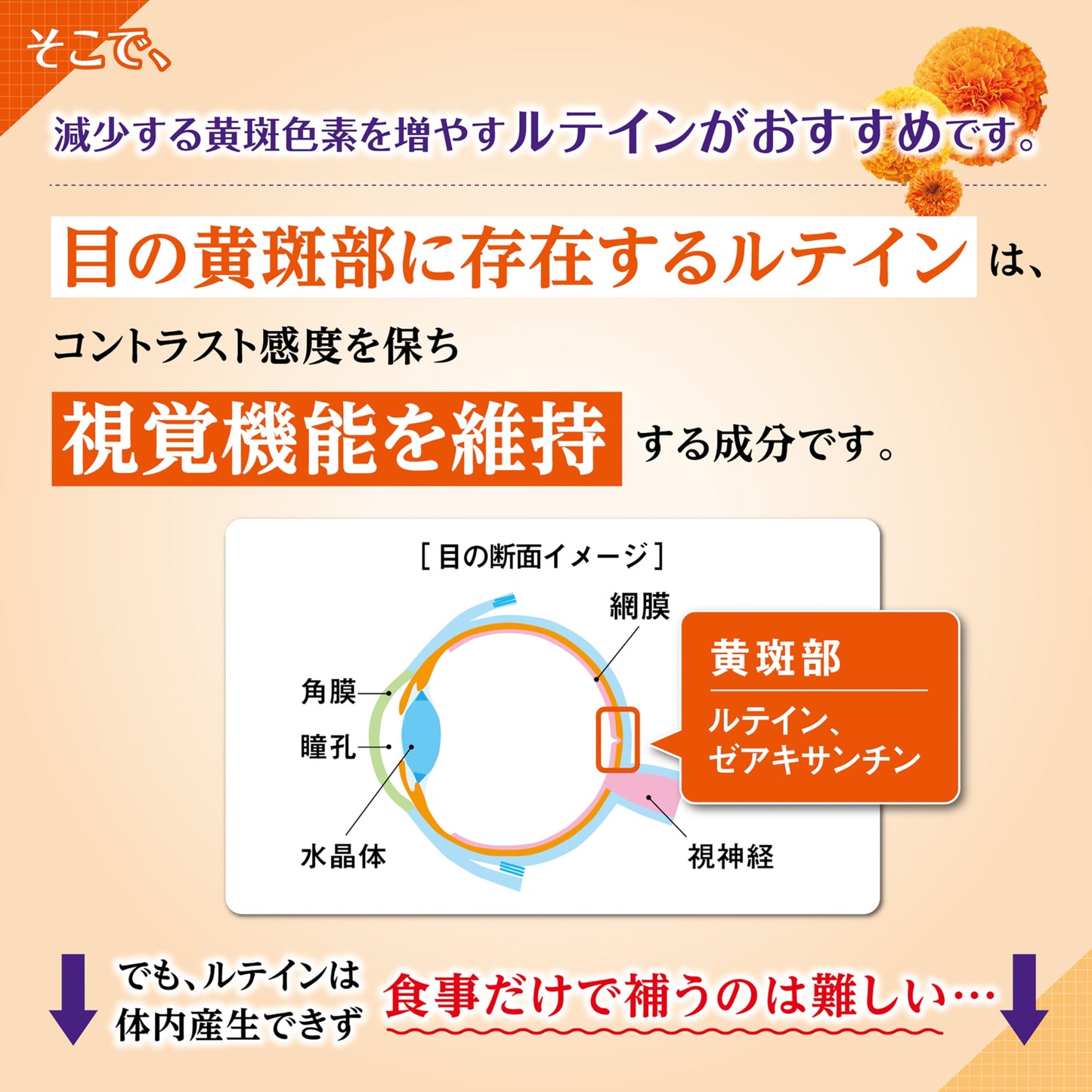 Kobayashi Pharmaceutical Lutein Supplement [Food with Functional Display / Eye Supplement to Support Clear Visibility] Lutein Supplement, Value (60 Tablets / Approx. 60 Day Supply)