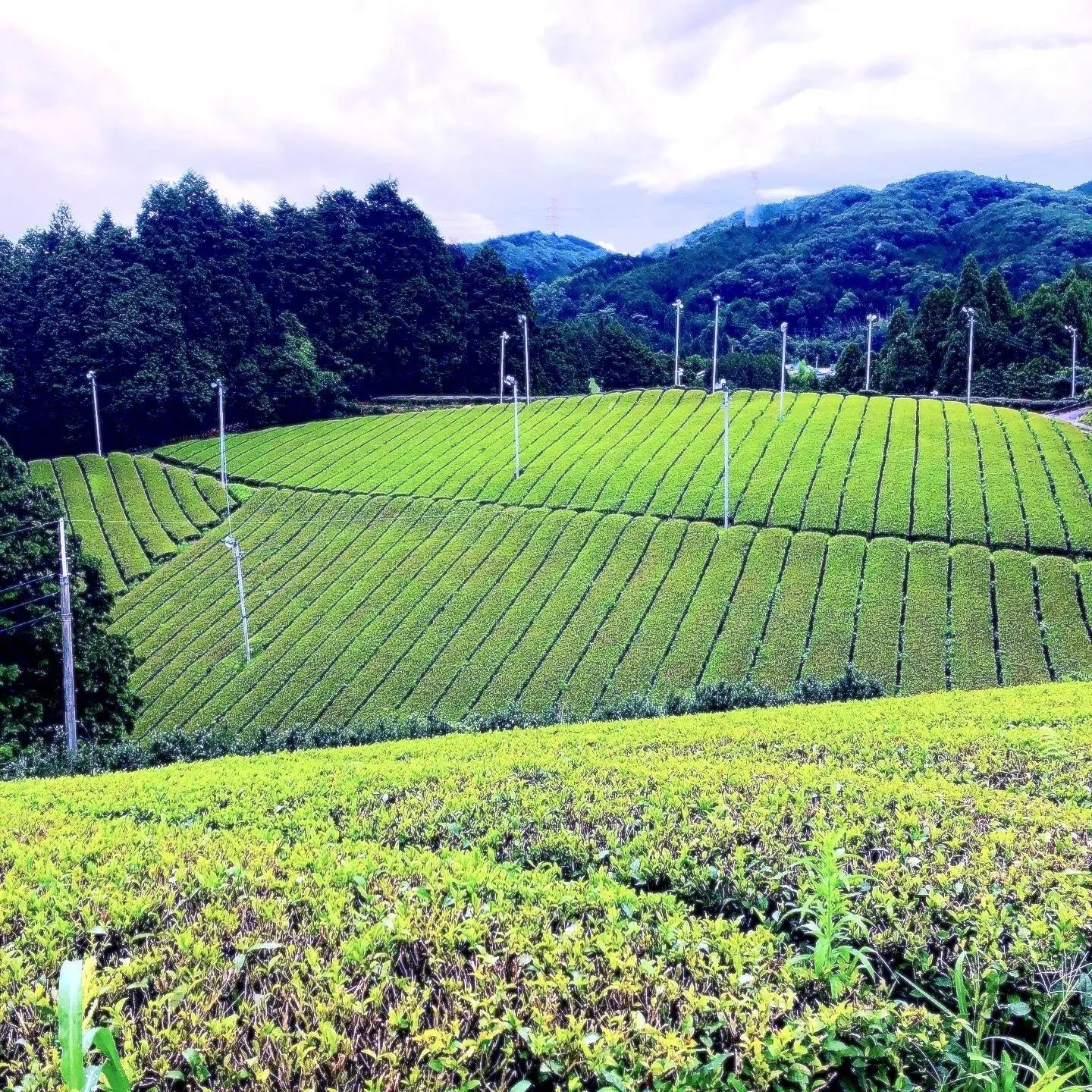 tea-plantation-kampostation