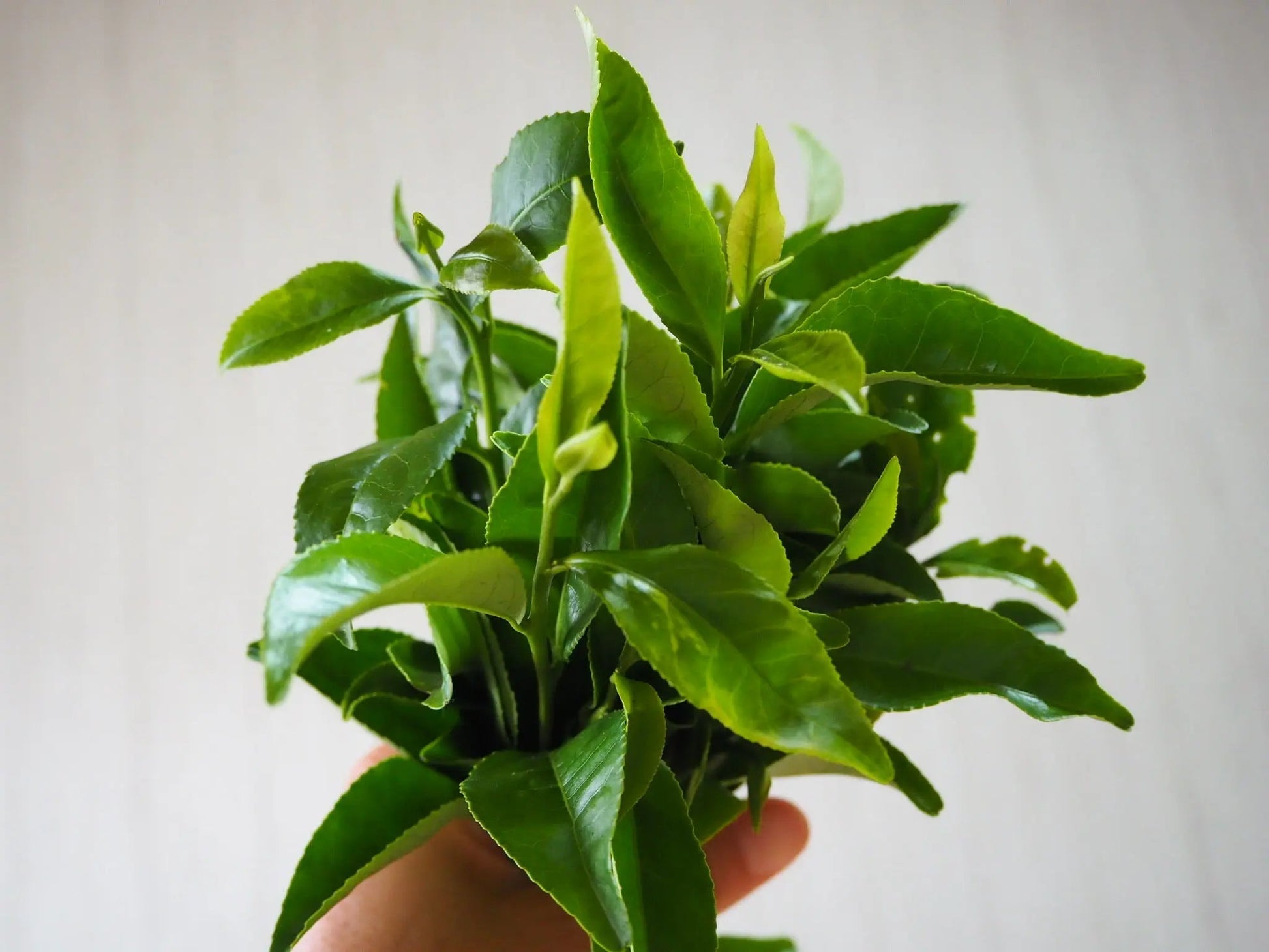 organic-greentea-plant