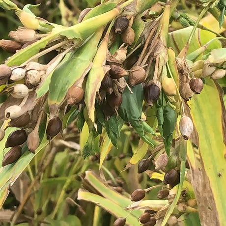 奈良産大和茶入り 無添加お茶漬け２種６食入（緑茶のり、ほうじ茶しそ）