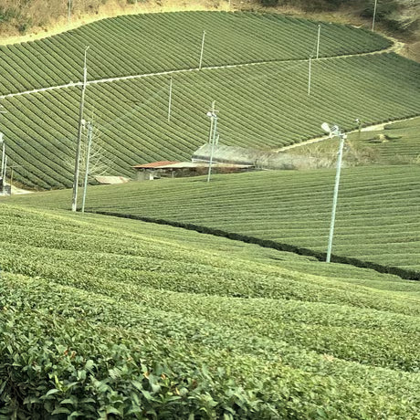 奈良産大和茶入り 無添加お茶漬け２種６食入（緑茶のり、ほうじ茶しそ）