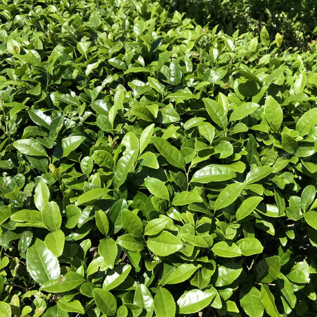 奈良産大和茶入り 無添加お茶漬け３種９食セット