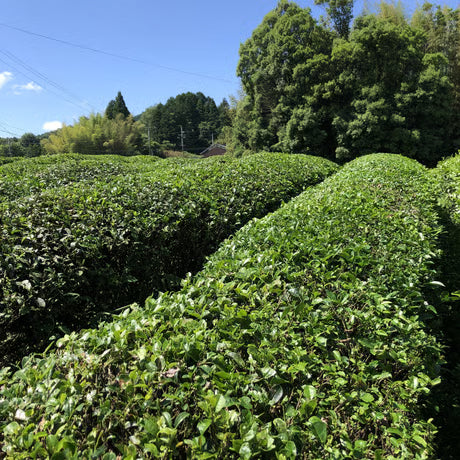 お茶漬け10食 & 緑茶＆ほうじ粉末茶Aセット